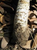 Agaricus impudicus image