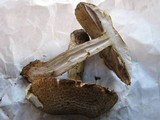 Agaricus impudicus image