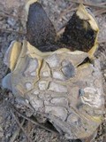 Scleroderma polyrhizum image