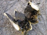 Scleroderma polyrhizum image