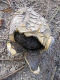 Scleroderma polyrhizum image