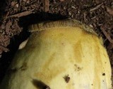 Boletus rubripes image