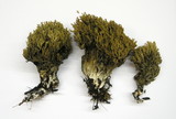 Phaeoclavulina myceliosa image