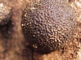 Annulohypoxylon thouarsianum var. thouarsianum image