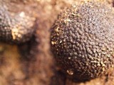 Annulohypoxylon thouarsianum var. thouarsianum image