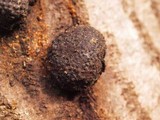 Annulohypoxylon thouarsianum var. thouarsianum image