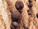 Annulohypoxylon thouarsianum var. thouarsianum image