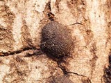 Annulohypoxylon thouarsianum var. thouarsianum image