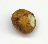 Rhizopogon ochraceorubens image