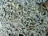 Cladonia caespiticia image