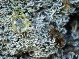 Cladonia caespiticia image