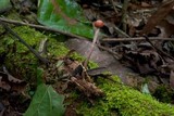 Ophiocordyceps amazonica image