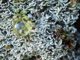 Cladonia caespiticia image