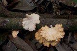 Antrodiella versicutis image