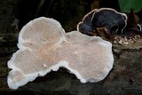 Earliella scabrosa image