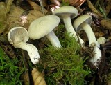 Entoloma abortivum image