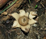 Geastrum triplex image