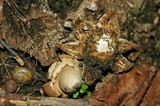 Geastrum triplex image