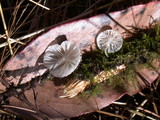 Hemimycena candida image
