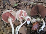 Agaricus silvicola image