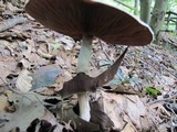 Agaricus silvicola image