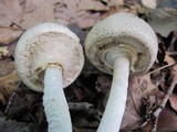 Agaricus silvicola image