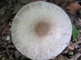 Agaricus silvicola image