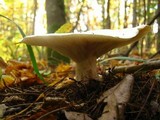Clitocybe robusta image