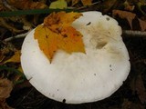 Clitocybe robusta image