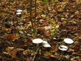 Clitocybe robusta image