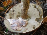 Leccinum insigne image