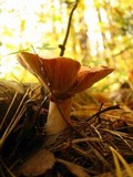 Lactarius vinaceorufescens image