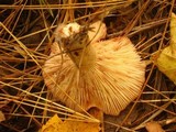 Lactarius vinaceorufescens image