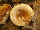 Paxillus involutus image