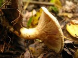 Paxillus involutus image
