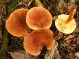 Tricholoma vaccinum image
