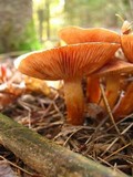 Tricholoma vaccinum image