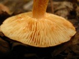 Tricholoma vaccinum image