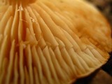 Tricholoma vaccinum image