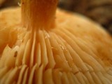 Tricholoma vaccinum image