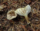 Lactarius gerardii image