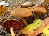 Cortinarius semisanguineus image
