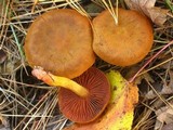 Cortinarius semisanguineus image