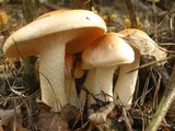 Hygrophorus pudorinus image