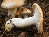 Hygrophorus pudorinus image