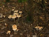 Hygrophorus pudorinus image
