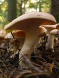 Hygrophorus pudorinus image