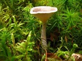 Cantharellula umbonata image