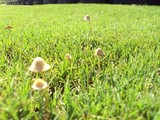 Conocybe apala image