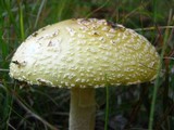 Amanita amerimuscaria image